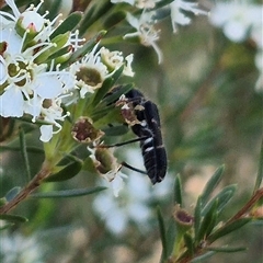 Scrobiger idoneus at Bungendore, NSW - 3 Jan 2025