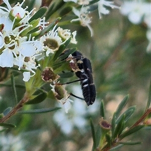 Scrobiger idoneus at Bungendore, NSW - 3 Jan 2025