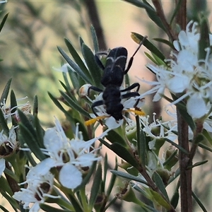 Scrobiger idoneus at Bungendore, NSW - 3 Jan 2025