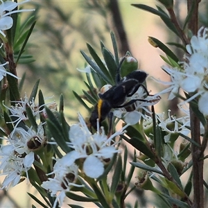 Scrobiger idoneus at Bungendore, NSW - 3 Jan 2025