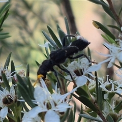 Scrobiger idoneus at Bungendore, NSW - 3 Jan 2025