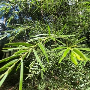 Acacia longissima at Cooloolabin, QLD - 3 Jan 2025