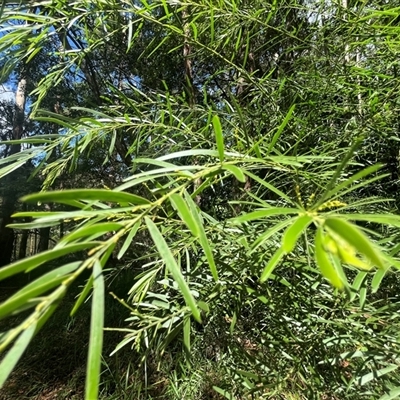 Acacia longissima (Long-leaf Wattle) at Cooloolabin, QLD - 3 Jan 2025 by Ange