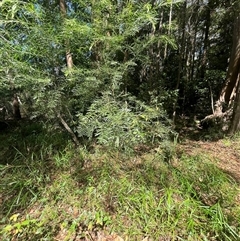 Acacia longissima at Cooloolabin, QLD - 3 Jan 2025