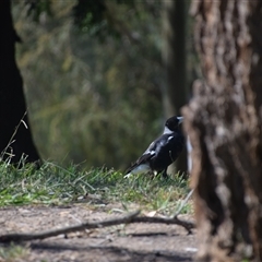 Gymnorhina tibicen (Australian Magpie) at Colac Colac, VIC - 1 Jan 2025 by LyndalT