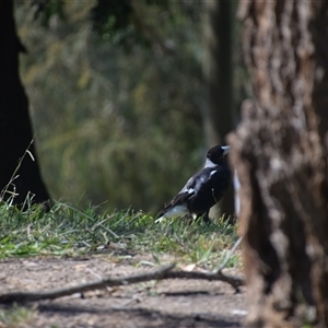 Gymnorhina tibicen (Australian Magpie) at Colac Colac, VIC by LyndalT