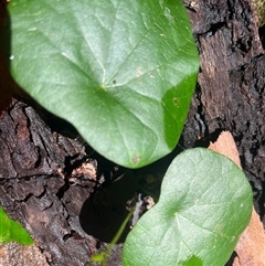 Stephania japonica (Stephania, Tape Vine, Snake Vine) at Kiamba, QLD - 3 Jan 2025 by Ange