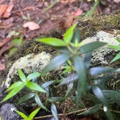 Alyxia ruscifolia (Prickly Alyxia) at Kiamba, QLD - 2 Jan 2025 by Ange