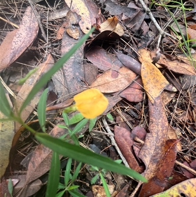 Ludwigia octovalvis (willow primrose) at Kiamba, QLD - 2 Jan 2025 by Ange