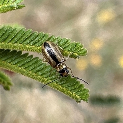 Monolepta froggatti (Leaf beetle) at Pialligo, ACT - 2 Jan 2025 by Pirom