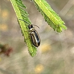 Monolepta froggatti at Pialligo, ACT - 2 Jan 2025 05:06 PM