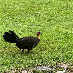 Alectura lathami (Australian Brush-turkey) at Kiamba, QLD - 2 Jan 2025 by Ange