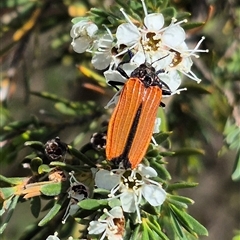 Castiarina nasuta (A jewel beetle) at Bungendore, NSW - 3 Jan 2025 by clarehoneydove