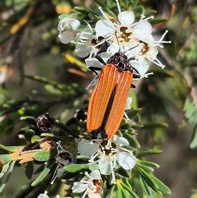 Castiarina nasuta (A jewel beetle) at Bungendore, NSW - 3 Jan 2025 by clarehoneydove