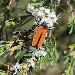 Castiarina nasuta at Bungendore, NSW - suppressed