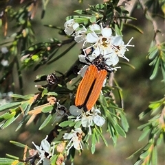 Castiarina nasuta at Bungendore, NSW - 3 Jan 2025