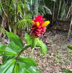 Costus (Genus) (Spiral Flag) at Kiamba, QLD - 1 Jan 2025 by Ange