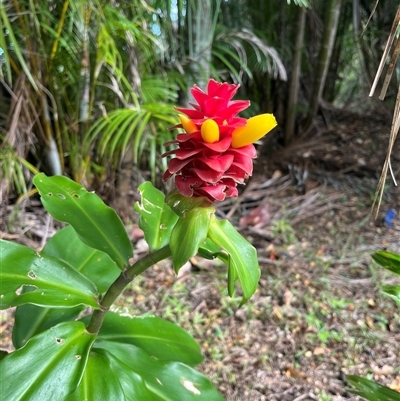 Costus (Genus) (Spiral Flag) at Kiamba, QLD - 1 Jan 2025 by Ange