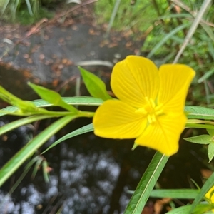 Ludwigia octovalvis at Nambour, QLD - 31 Dec 2024