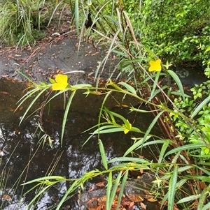 Ludwigia octovalvis at Nambour, QLD - 31 Dec 2024