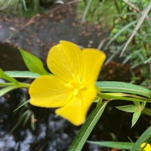 Ludwigia octovalvis at Nambour, QLD - 31 Dec 2024