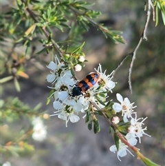 Castiarina crenata (Jewel beetle) at Bungendore, NSW - 3 Jan 2025 by clarehoneydove