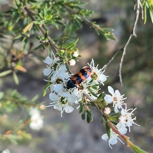 Castiarina crenata at Bungendore, NSW - 3 Jan 2025