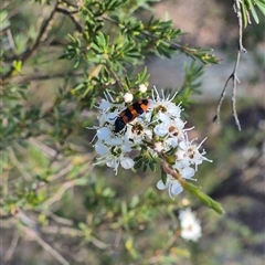 Castiarina crenata at Bungendore, NSW - 3 Jan 2025