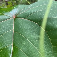 Macaranga tanarius (Bullocks Heart) at Nambour, QLD - 31 Dec 2024 by Ange