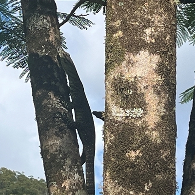 Varanus varius (Lace Monitor) at Kiamba, QLD - 29 Dec 2024 by Ange
