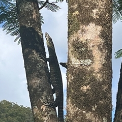 Varanus varius at Kiamba, QLD - suppressed