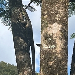 Varanus varius at Kiamba, QLD - suppressed