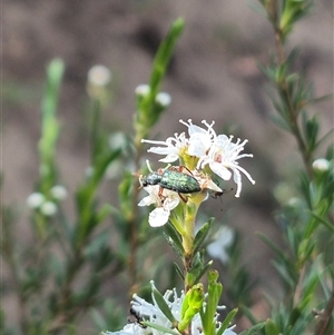 Phlogistus sp. (genus) at Bungendore, NSW - suppressed