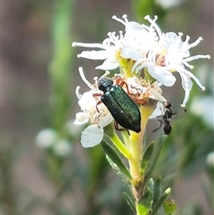 Phlogistus sp. (genus) at Bungendore, NSW - 3 Jan 2025