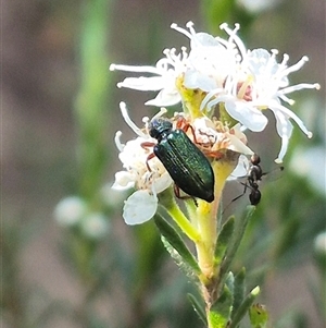 Phlogistus sp. (genus) at Bungendore, NSW - 3 Jan 2025