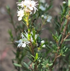 Phlogistus sp. (genus) at Bungendore, NSW - 3 Jan 2025