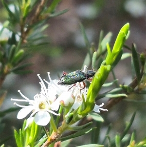 Phlogistus sp. (genus) at Bungendore, NSW - 3 Jan 2025