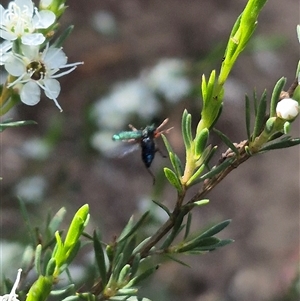 Phlogistus sp. (genus) at Bungendore, NSW - 3 Jan 2025