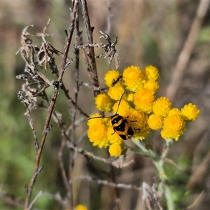 Aporocera (Aporocera) speciosa at Bungendore, NSW - 3 Jan 2025