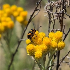 Aporocera (Aporocera) speciosa at Bungendore, NSW - 3 Jan 2025