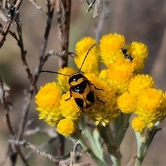 Aporocera (Aporocera) speciosa at Bungendore, NSW - 3 Jan 2025