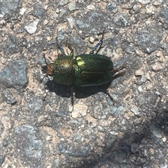 Lamprima aurata (Golden stag beetle) at Coombs, ACT - 3 Jan 2025 by SteveBorkowskis