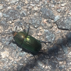 Lamprima aurata at Coombs, ACT - 3 Jan 2025