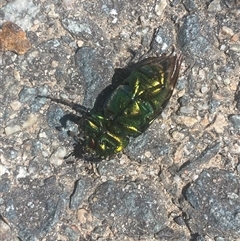 Lamprima aurata at Coombs, ACT - 3 Jan 2025