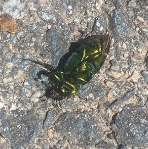 Lamprima aurata at Coombs, ACT - 3 Jan 2025