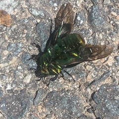 Lamprima aurata at Coombs, ACT - 3 Jan 2025