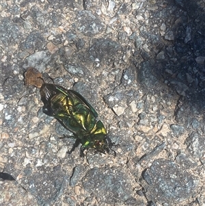 Lamprima aurata at Coombs, ACT - 3 Jan 2025