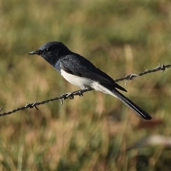 Myiagra rubecula (Leaden Flycatcher) at Colac Colac, VIC - 1 Jan 2025 by LyndalT