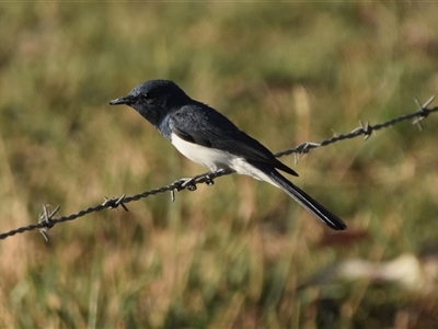 Myiagra rubecula (Leaden Flycatcher) at Colac Colac, VIC - 1 Jan 2025 by LyndalT