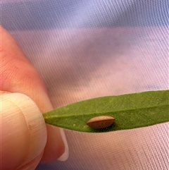 Blattodea (order) (Unidentified cockroach) at Bonner, ACT - 3 Jan 2025 by MegFluke